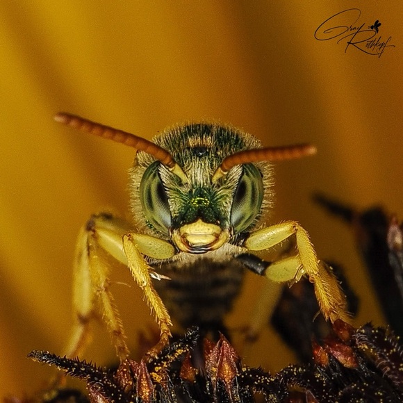 itinerantbee